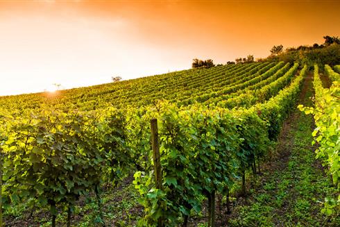Vignoble et vins de Bergerac