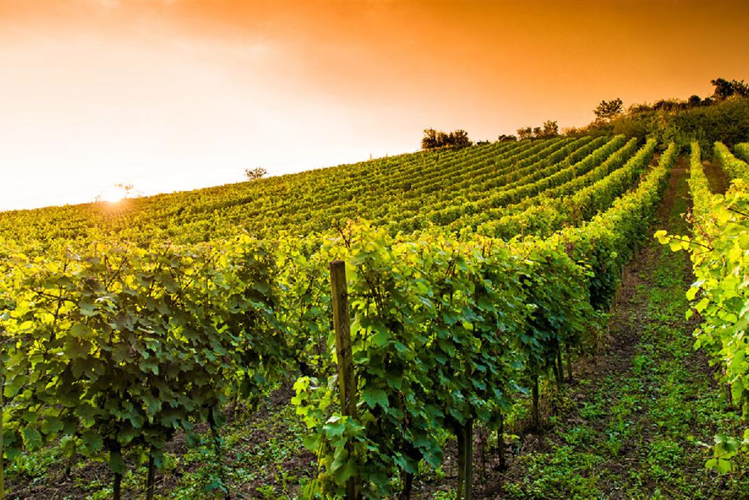 Vignoble et vins de Bergerac